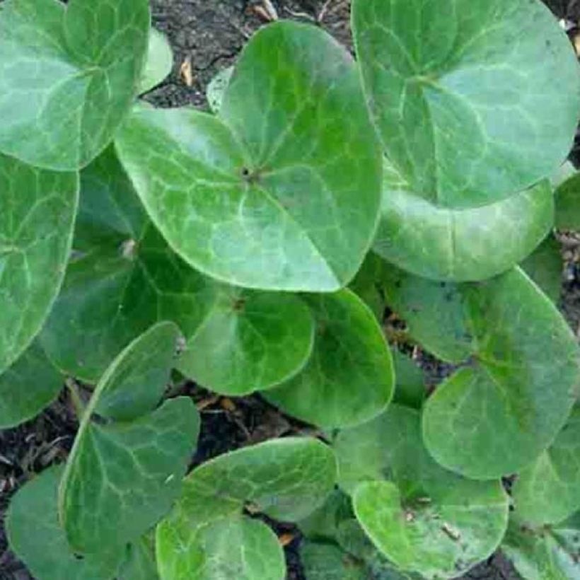 Asarum europaeum - Asaret d'Europe (Feuillage)