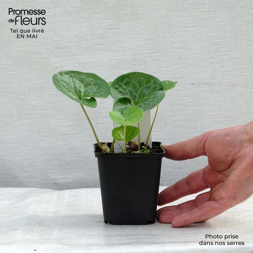 Spécimen de Asarum europaeum - Asaret d'Europe Godet de 9cm tel que livré au printemps
