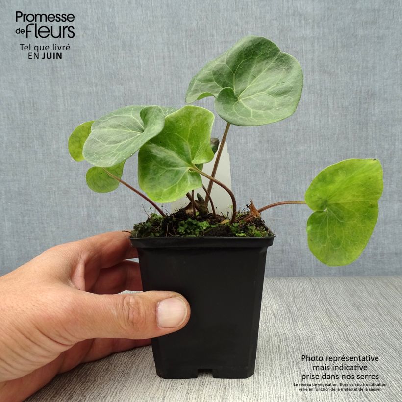 Spécimen de Asarum europaeum - Asaret d'Europe Godet de 8/9 cm tel que livré en été