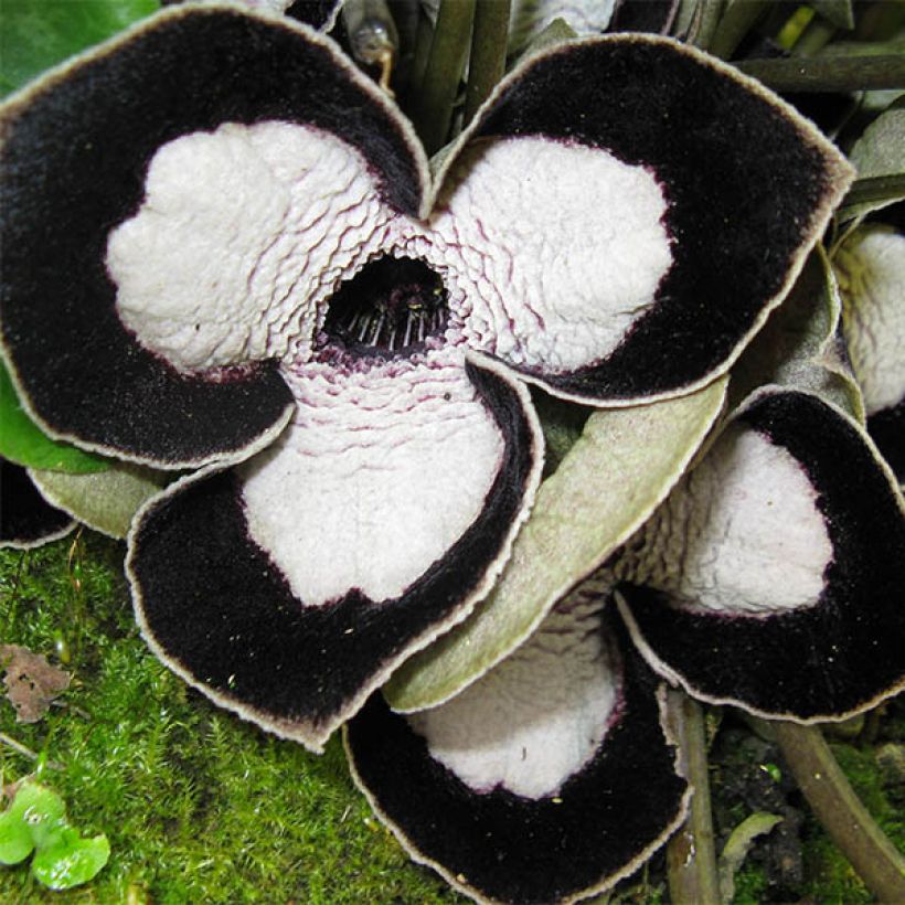 Asarum maximum Giant - Asaret (Floraison)