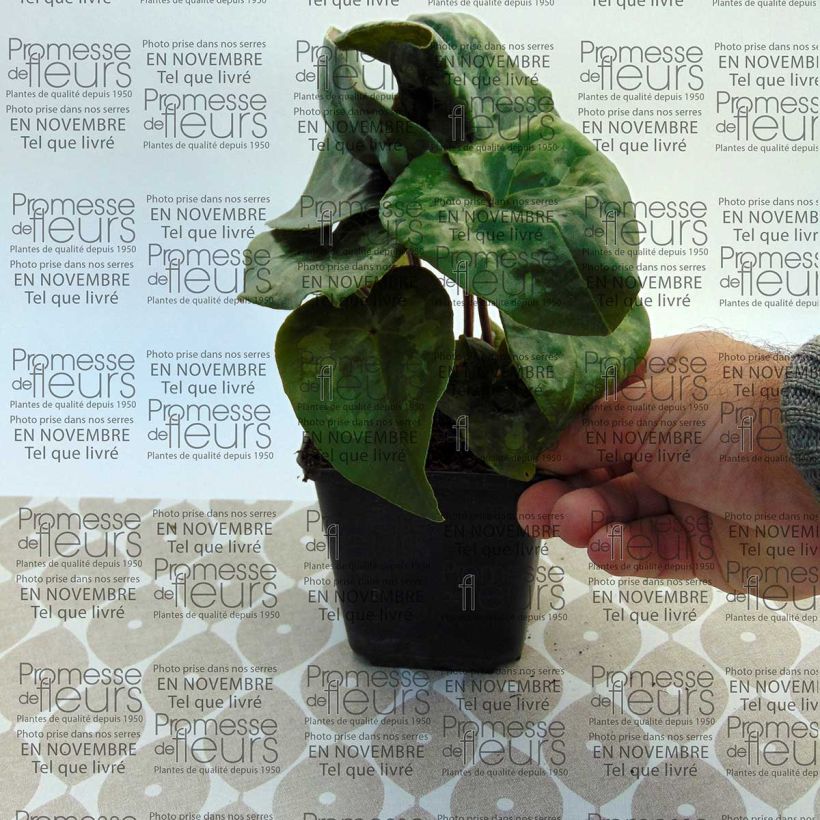 Exemple de spécimen de Asarum maximum Giant - Asaret Godet de 9cm tel que livré