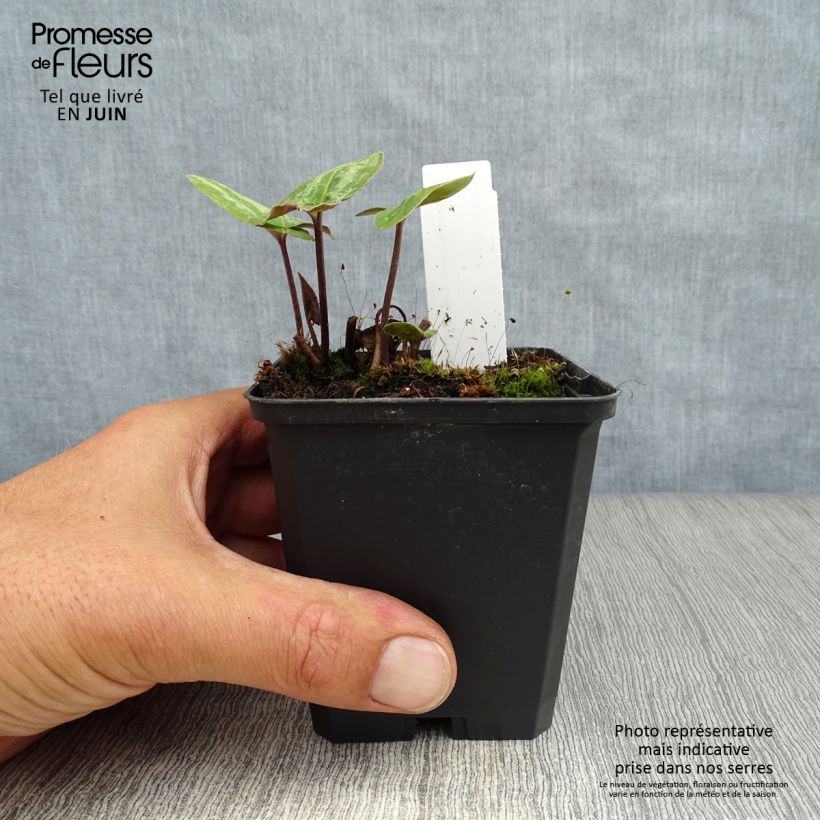 Spécimen de Asarum maximum Ling Ling - Asaret Godet de 8/9 cm tel que livré en été