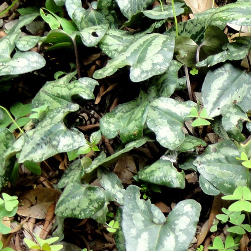 Asarum splendens - Asaret (Feuillage)