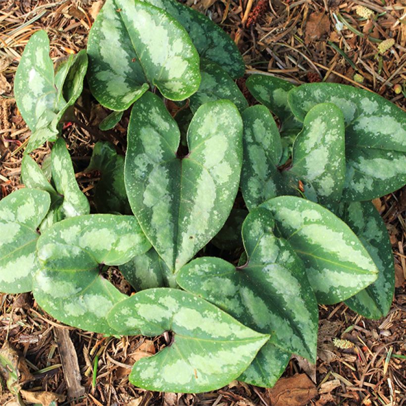 Asarum splendens - Asaret (Port)