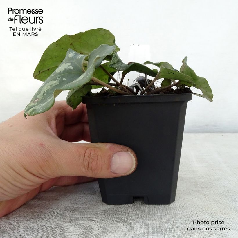Spécimen de Asarum splendens - Asaret Godet de 9cm tel que livré au printemps