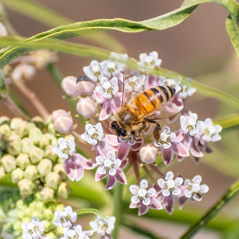 Asclépiade, Asclepias fascicularis (Floraison)