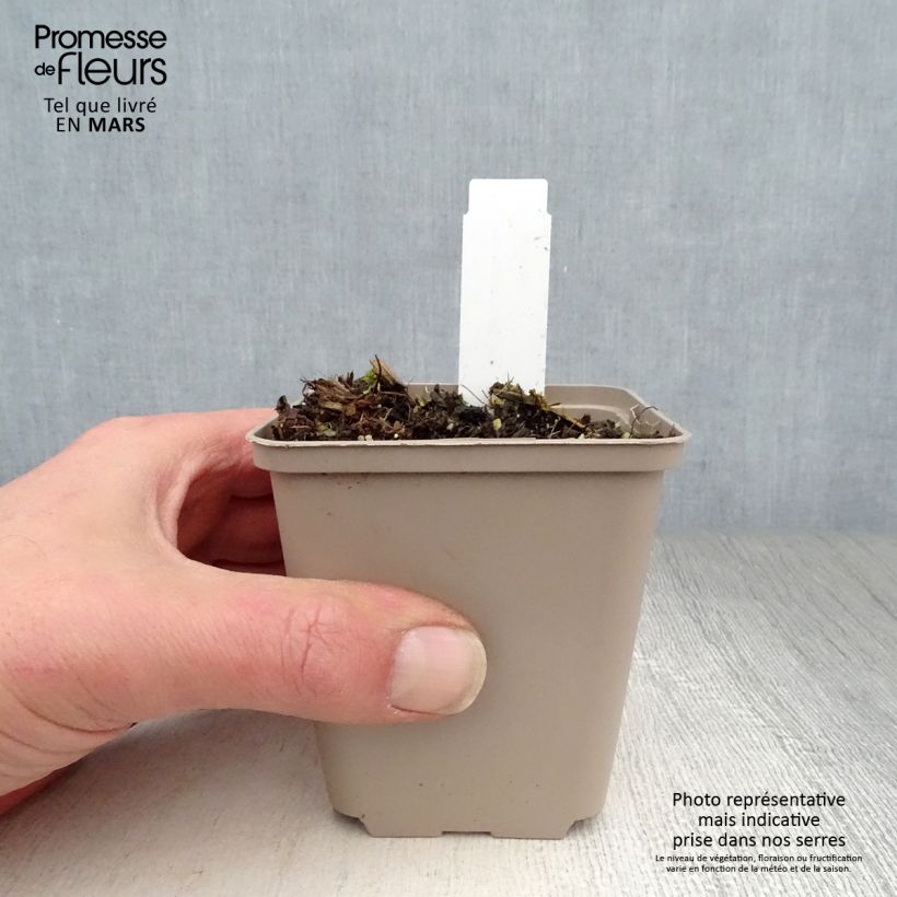 Spécimen de Asclépiade, Asclepias speciosa Godet de 9cm tel que livré au printemps