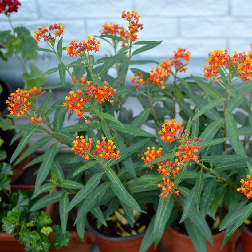 Asclépiade de Curaçao, Asclepias curassavica (Port)