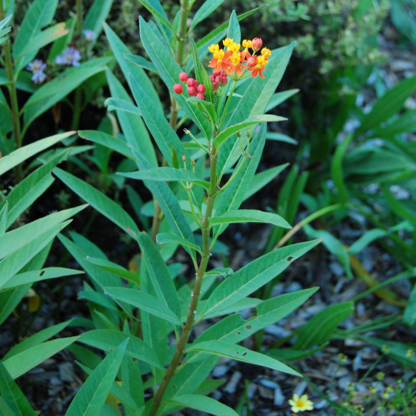 Asclépiade de Curaçao, Asclepias curassavica (Feuillage)