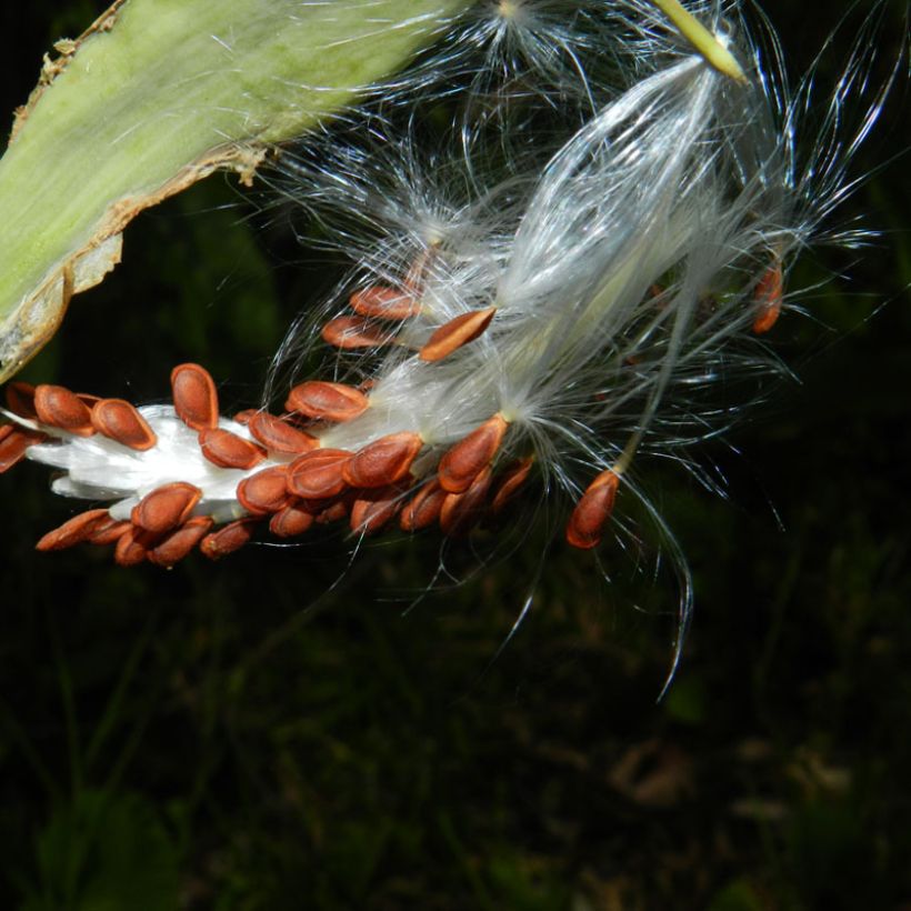 Asclépiade de Curaçao, Asclepias curassavica (Récolte)