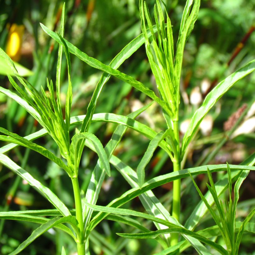 Asclépiade, Asclepias fascicularis (Feuillage)