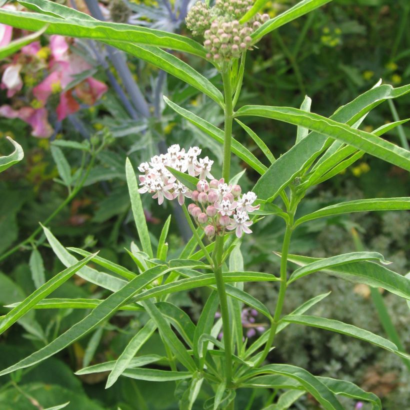 Asclépiade, Asclepias fascicularis (Port)