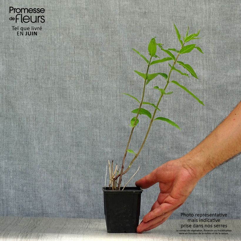 Spécimen de Asclepias incarnata - Asclépiade Godet de 8/9 cm tel que livré en été