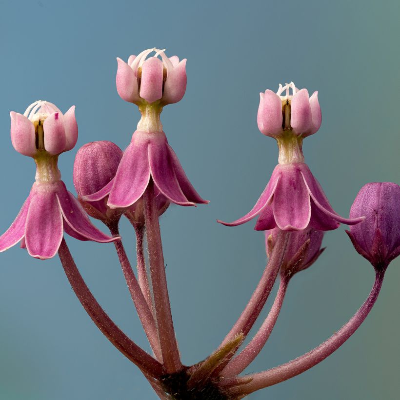 Asclepias incarnata - Asclépiade (Floraison)
