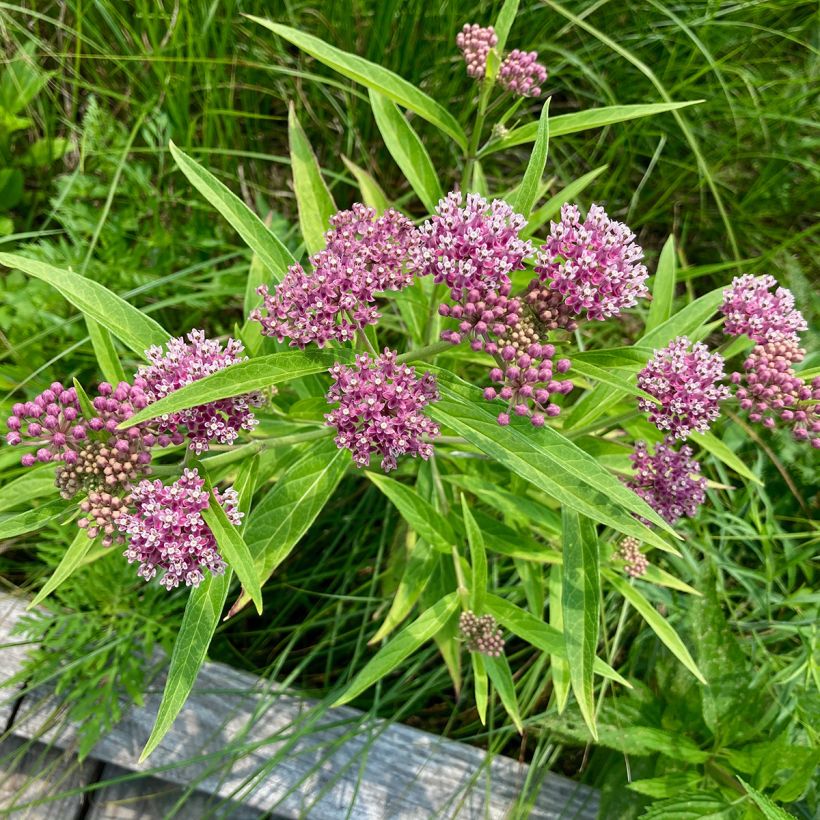 Asclepias incarnata - Asclépiade (Port)