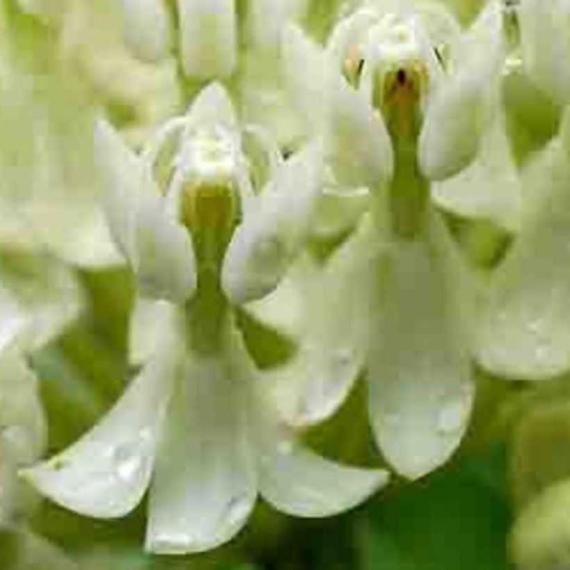 Asclepias incarnata Ice Ballet - Asclépiade (Floraison)