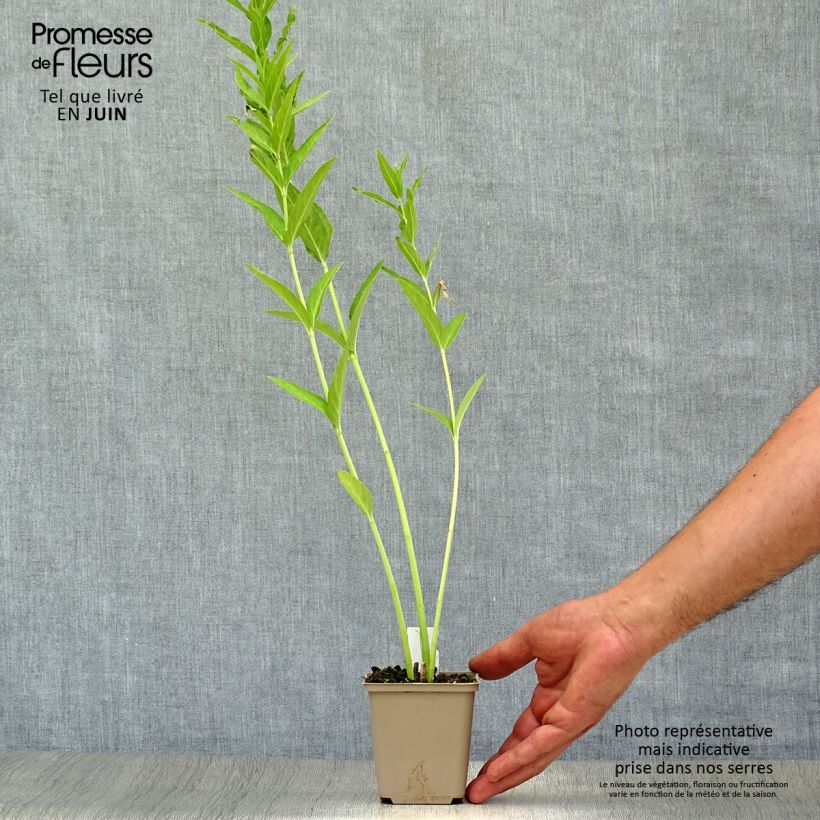 Spécimen de Asclepias incarnata Ice Ballet - Asclépiade Godet de 8/9 cm tel que livré en été