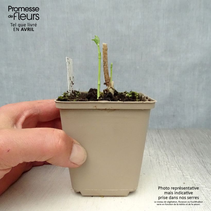 Spécimen de Asclepias incarnata Ice Ballet - Asclépiade Godet de 9cm tel que livré au printemps