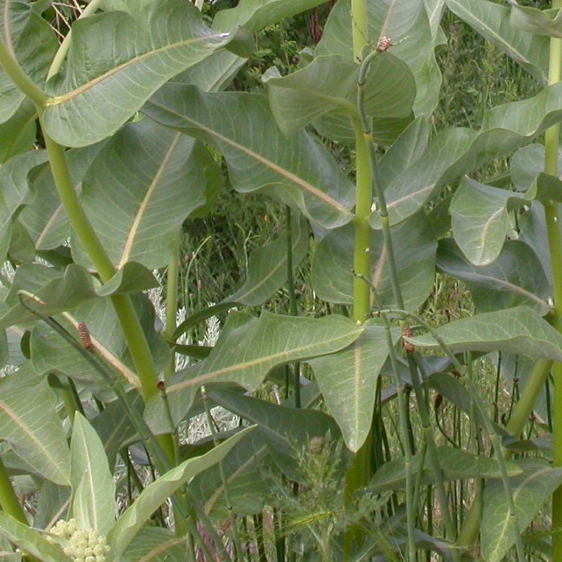 Asclépiade, Asclepias speciosa (Feuillage)