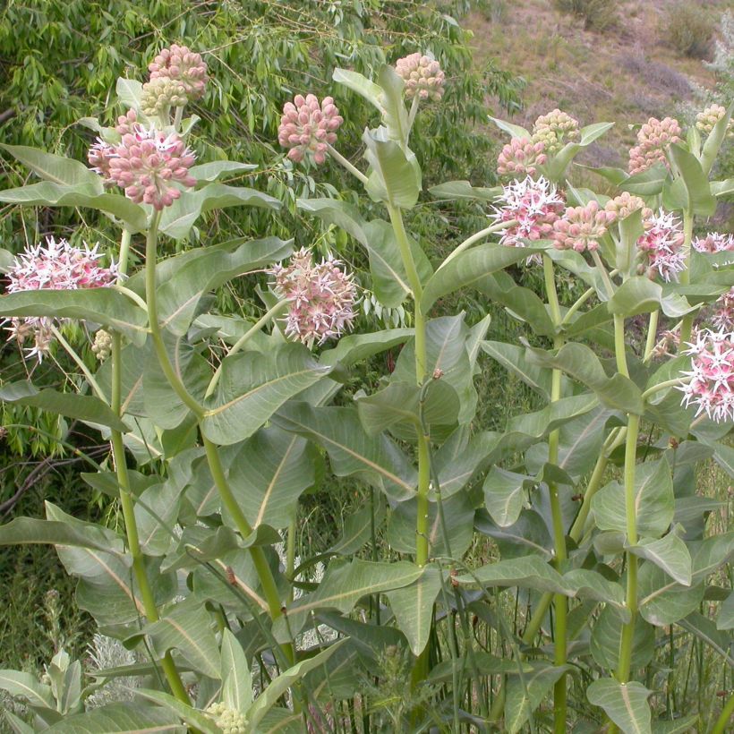 Asclépiade, Asclepias speciosa (Port)