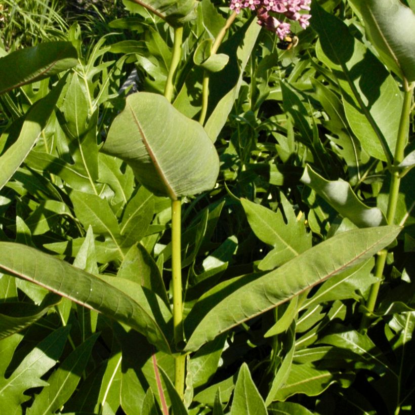 Asclépiade, Asclepias sullivantii (Feuillage)