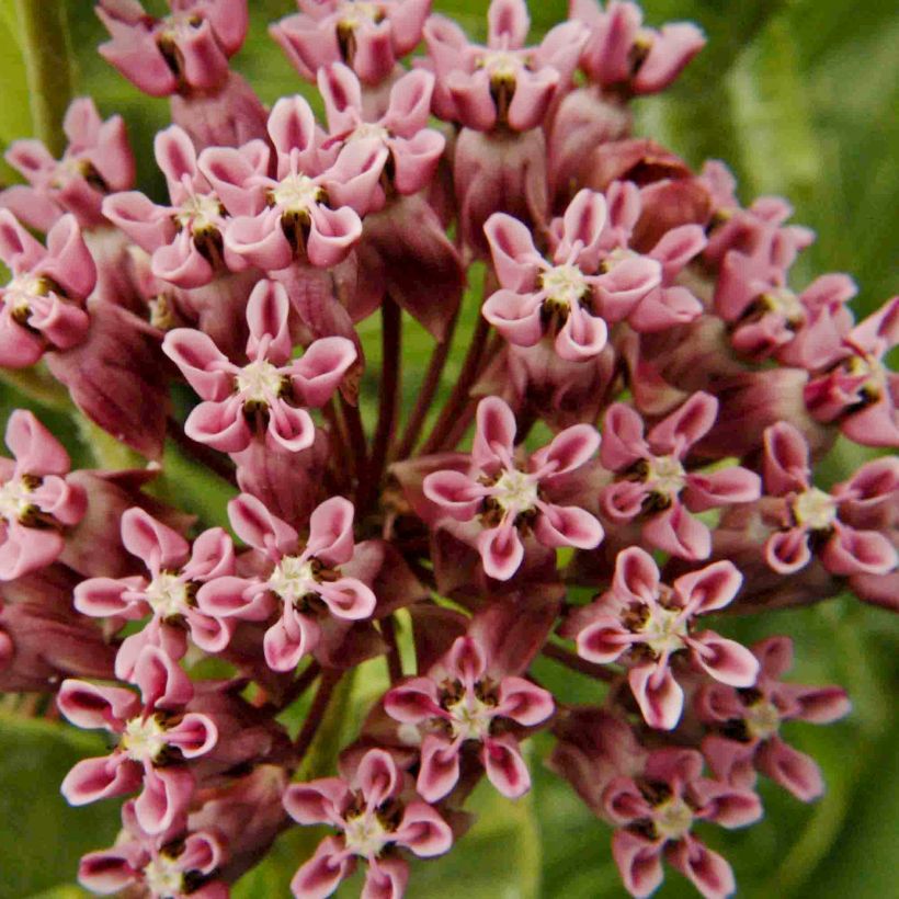 Asclépiade, Asclepias sullivantii (Floraison)