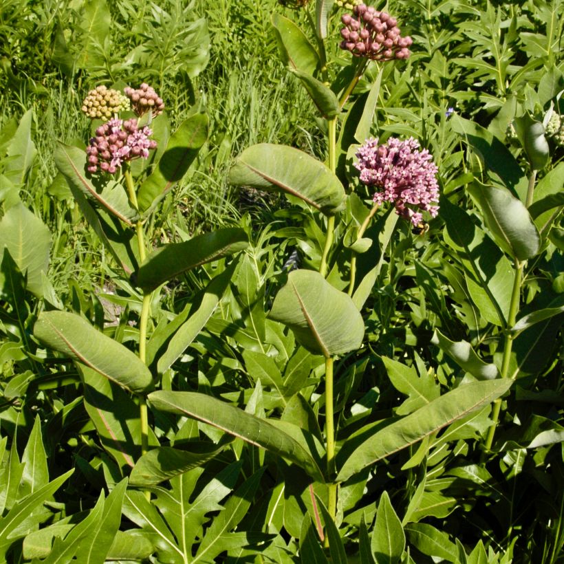 Asclépiade, Asclepias sullivantii (Port)