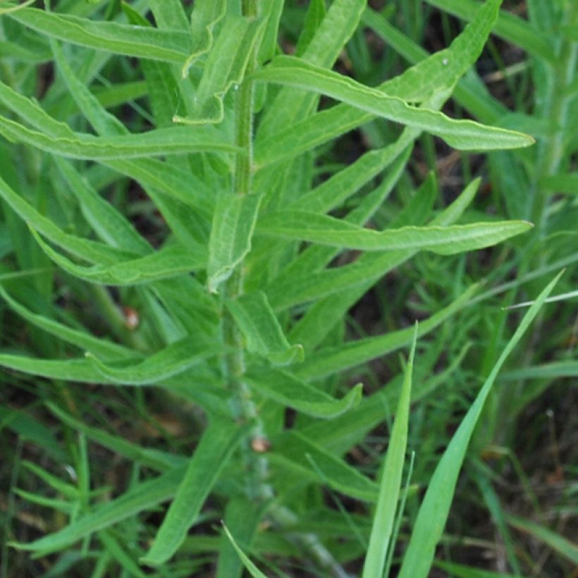 Asclepias tuberosa - Asclépiade tubéreuse (Feuillage)