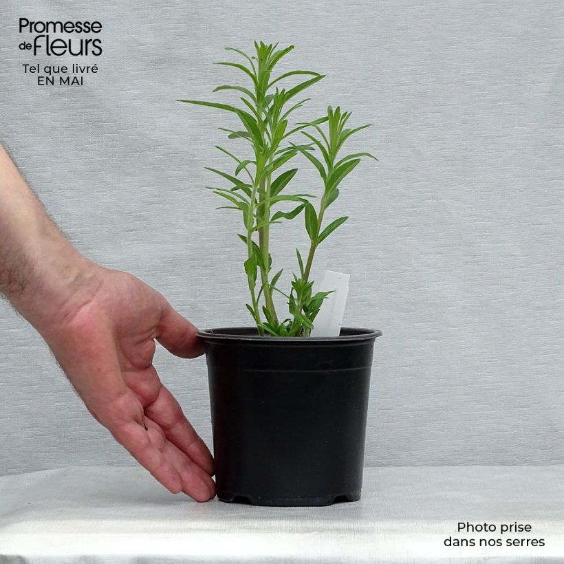 Spécimen de Asclepias tuberosa - Asclépiade tubéreuse en godet de 8 cm tel que livré au printemps