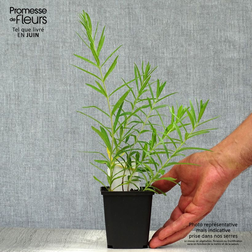 Spécimen de Asclepias tuberosa - Asclépiade tubéreuse Godet de 7/8 cm tel que livré en été