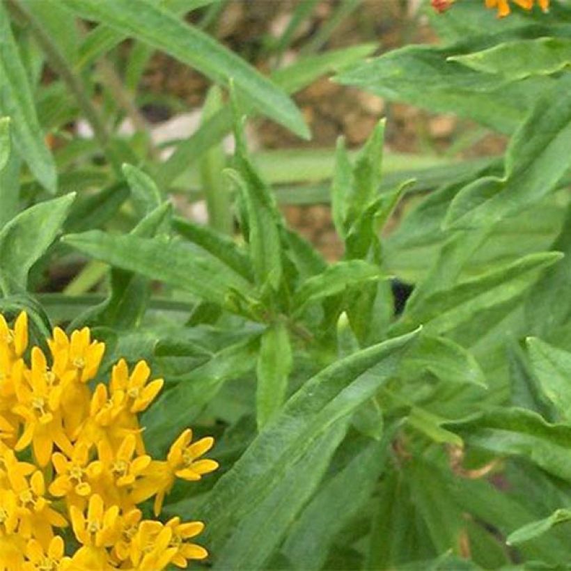 Asclepias tuberosa Hello Yellow - Asclépiade tubéreuse (Feuillage)