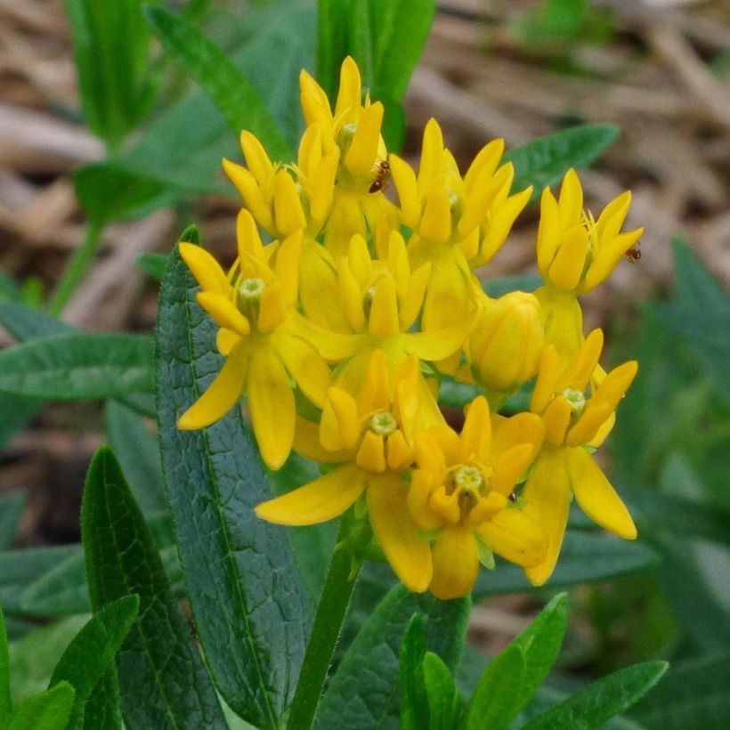 Asclepias tuberosa Hello Yellow - Asclépiade tubéreuse (Floraison)