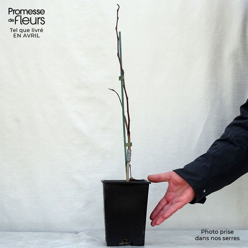 Spécimen de Asimina Prima 1216 - Pawpaw Pot de 2L/3LHauteur livrée env. 15/20cm tel que livré au printemps