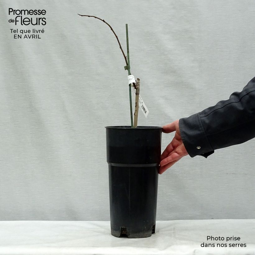 Spécimen de Asimina Prima 1216 - Pawpaw Pot de 4L/5LHauteur livrée env. 50+cm tel que livré au printemps