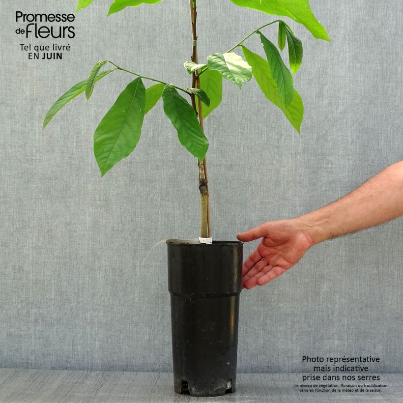 Spécimen de Asimina Prima 1216 - Pawpaw Pot de 4L/5L tel que livré en été