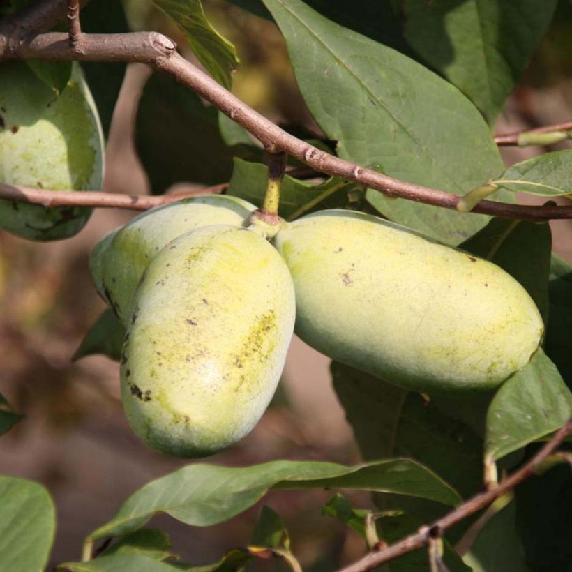 Asimina Sunflower - Pawpaw (Récolte)