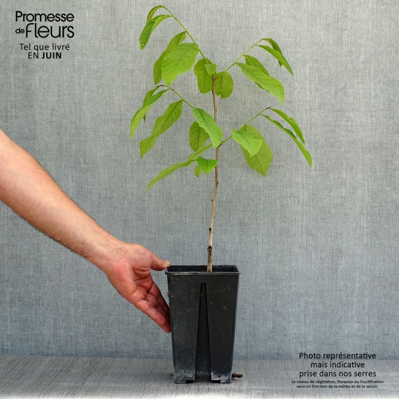 Spécimen de Asimina Sunflower - Pawpaw Pot de 2L/3L tel que livré en été