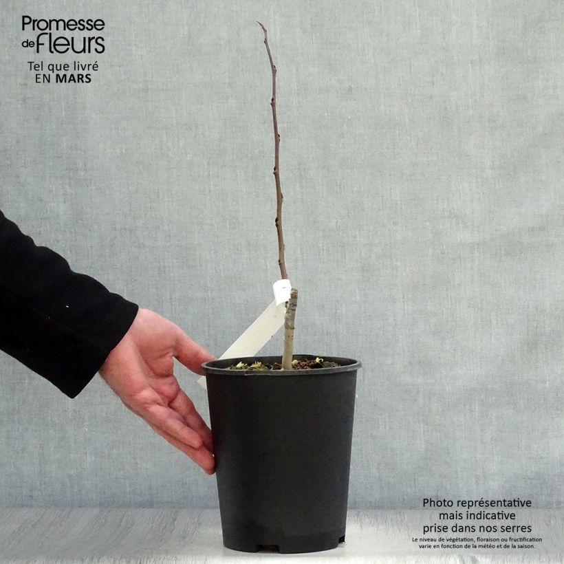Spécimen de Asimina Sunflower - Pawpaw en pot de 2L/3L tel que livré au printemps