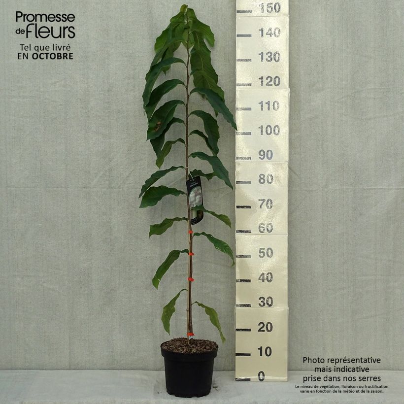 Spécimen de Asimina Sunflower - Pawpaw Pot de 4L/5L tel que livré en automne