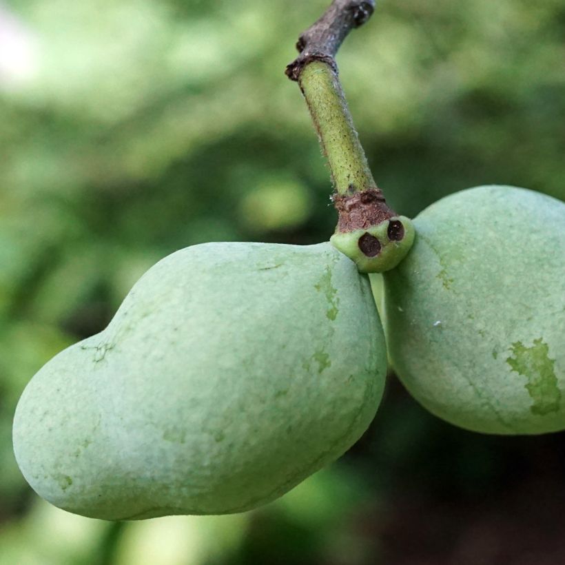 Asiminier, Pawpaw - Asimina triloba Overleese (Récolte)