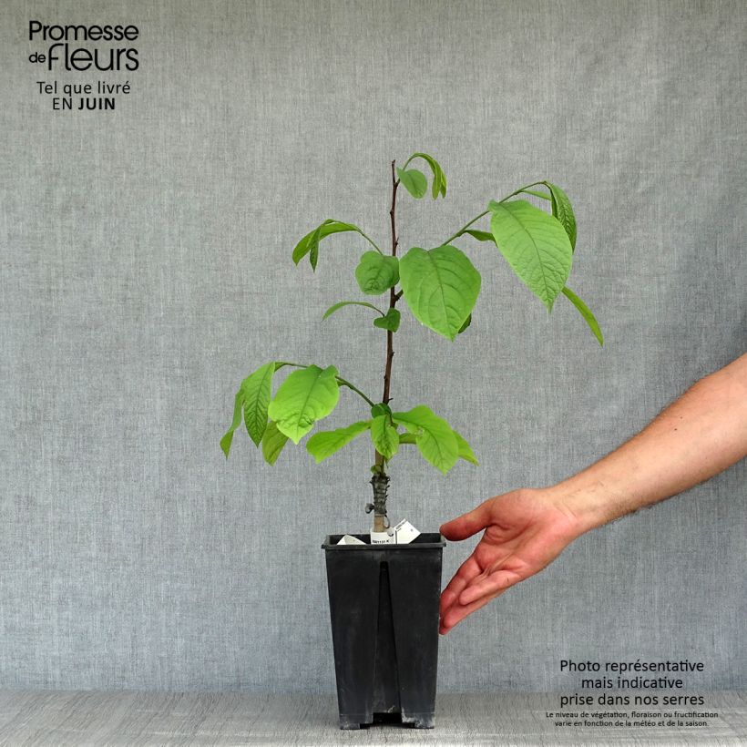 Spécimen de Asiminier, Pawpaw - Asimina triloba Overleese Pot de 3L/4L tel que livré en été