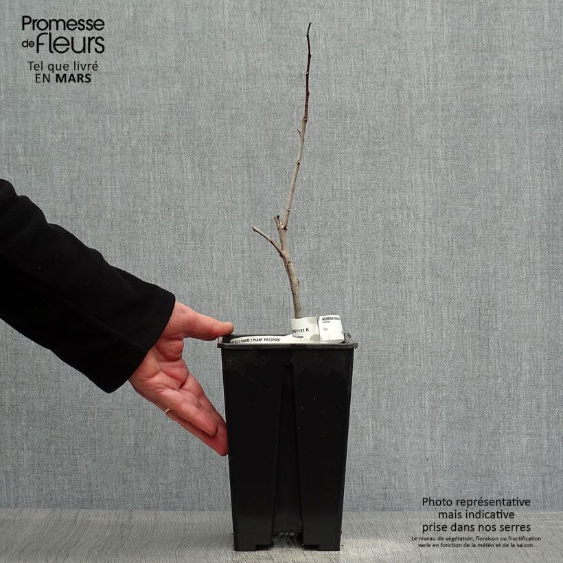 Spécimen de Asiminier, Pawpaw - Asimina triloba Overleese Pot de 3L/4LHauteur livrée env. 35/50cm tel que livré au printemps