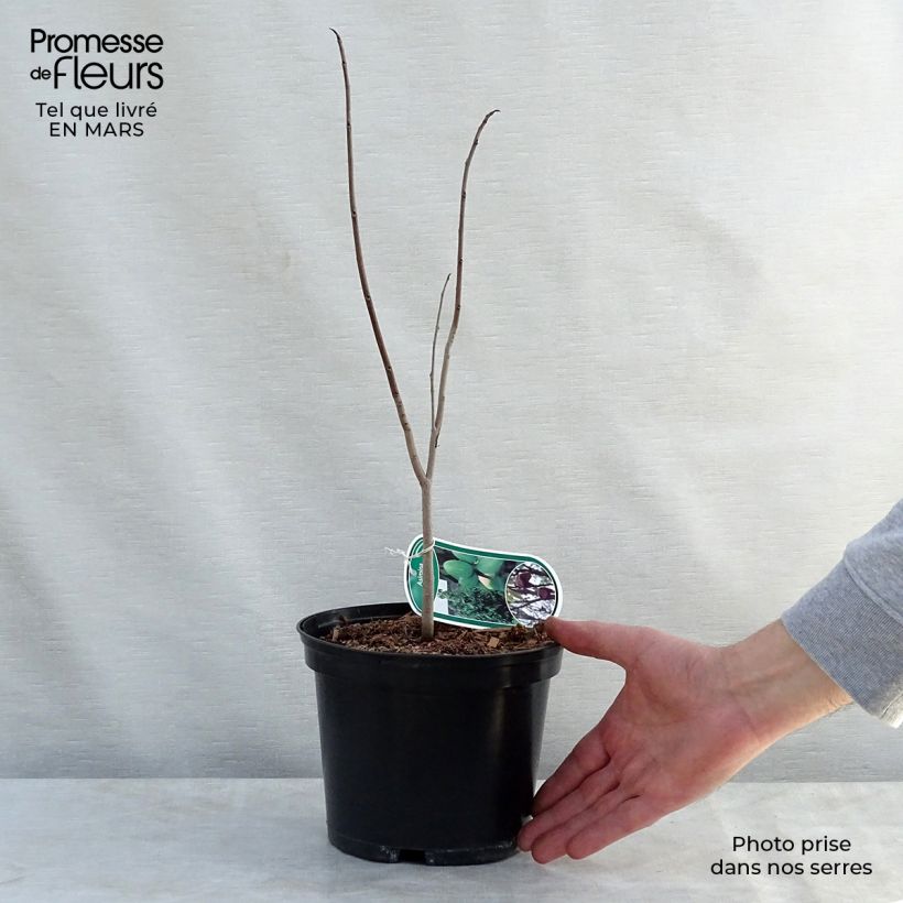 Spécimen de Asimina triloba - Pawpaw Pot de 3L/4L tel que livré au printemps