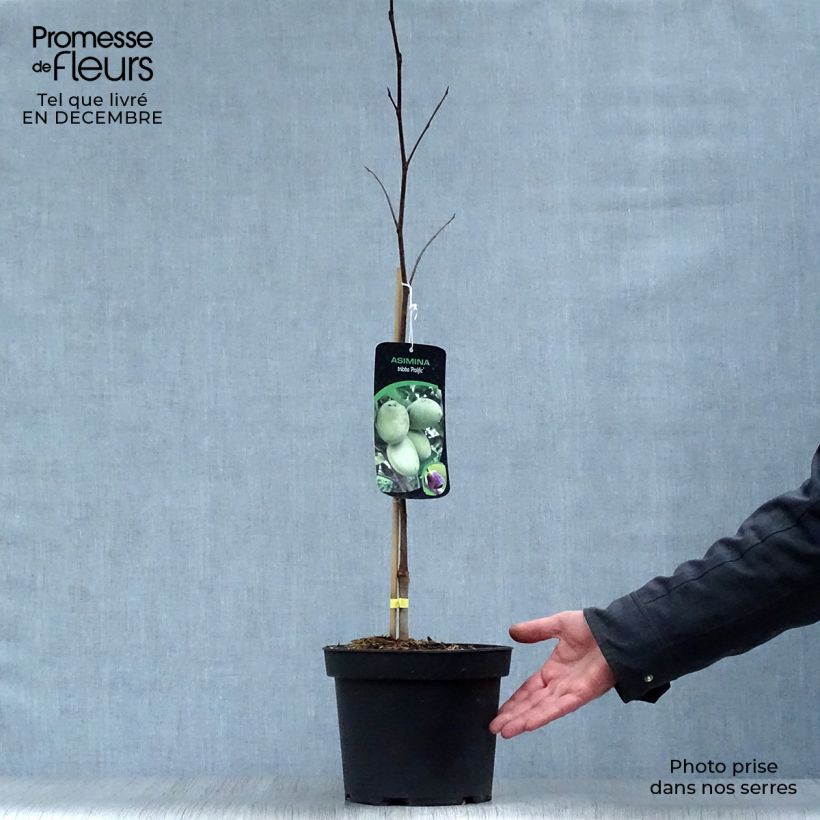 Spécimen de Asimina triloba Prolific - Asiminier Paw Paw Pot de 4L/5L tel que livré en hiver