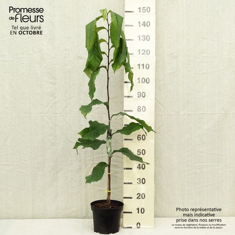 Spécimen de Asimina triloba Prolific - Asiminier Paw Paw Pot de 4L/5L tel que livré en automne