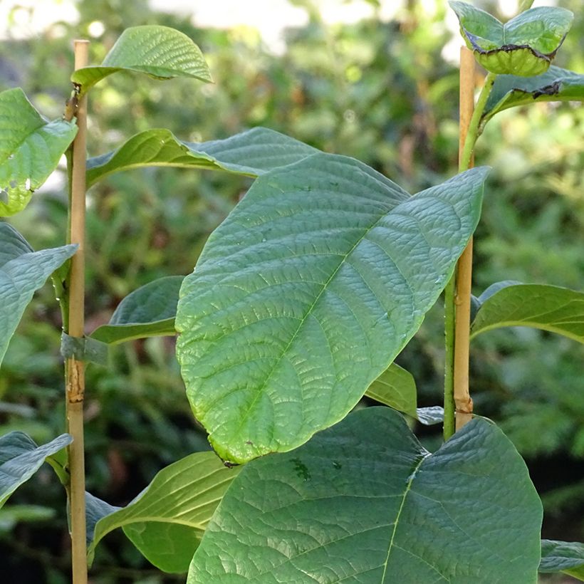 Asimina triloba Susquehanna Peterson Pawpaws (Feuillage)