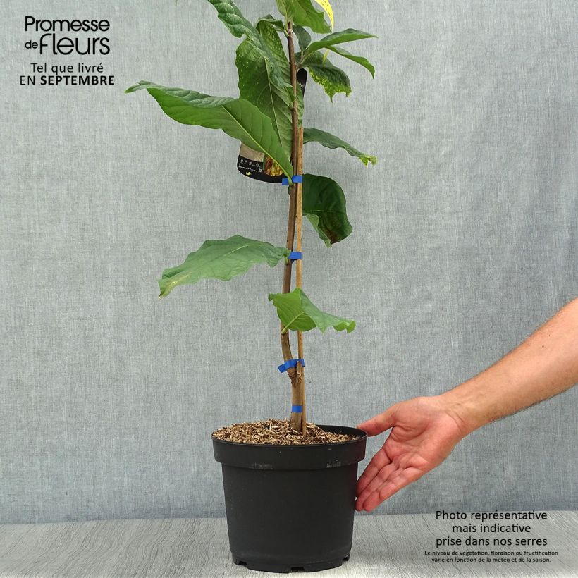 Spécimen de Asimina triloba Susquehanna Peterson Pawpaws tel que livré en automne