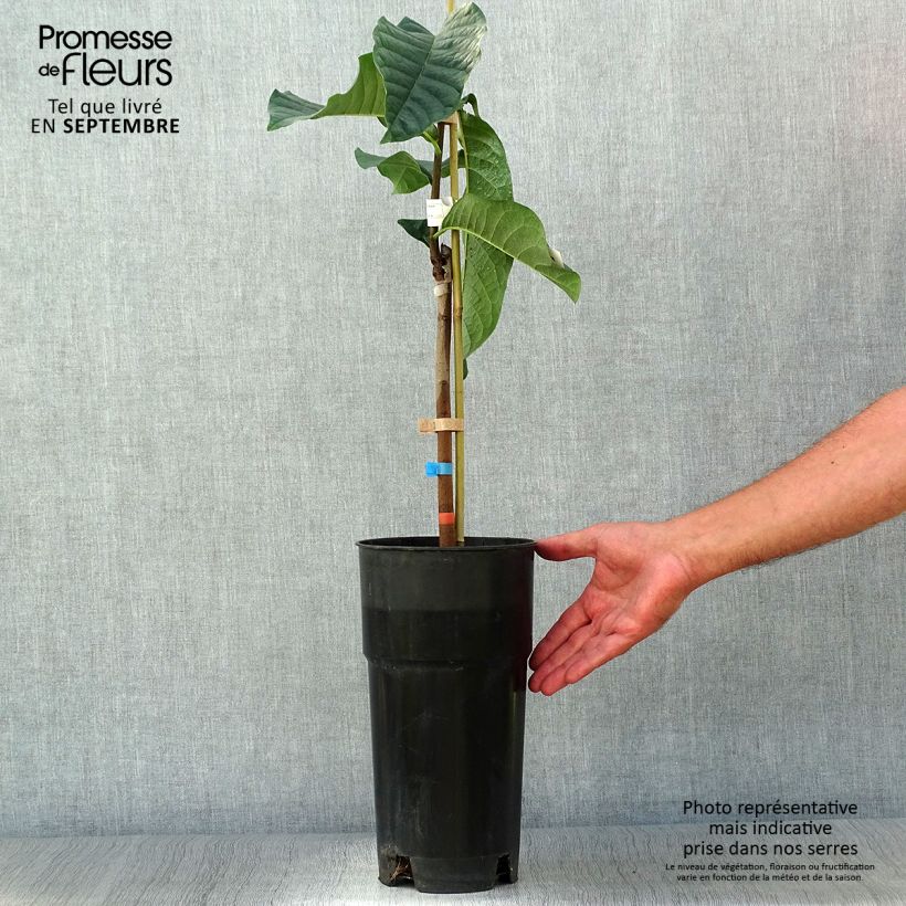 Spécimen de Asimina triloba Shenandoah - Asiminier, Pawpaw Pot de 3L/4L tel que livré en automne