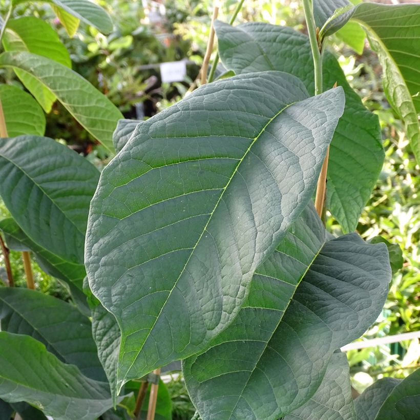 Asimina triloba Shenandoah - Asiminier, Pawpaw (Feuillage)