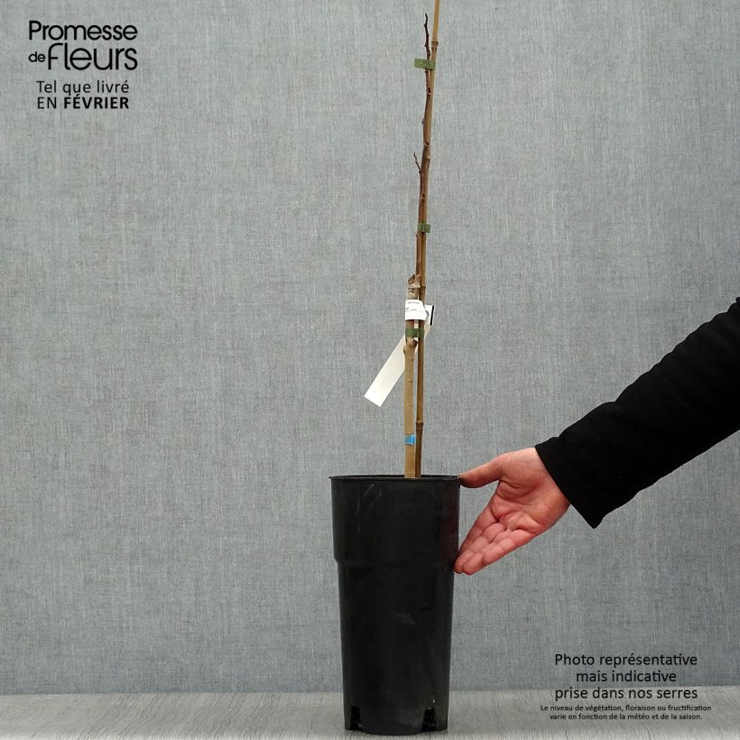Spécimen de Asimina triloba Shenandoah - Asiminier, Pawpaw Pot de 4L/5LHauteur livrée env. 100cm tel que livré en hiver